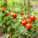 tomato_farming