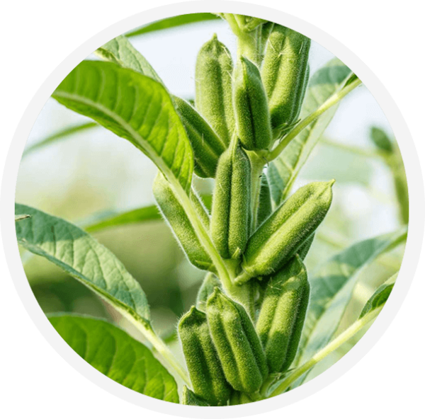 NaSARRI – National Semi-Arid Resources Research Institute – National ...