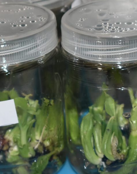 Banana Tissue Culture