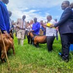 NARO Receives Jianzhou Big Ear Goats from China for Research and Breeding
