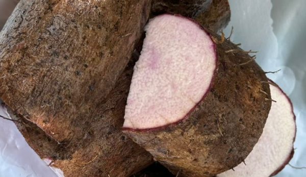 WhatsApp Image 2026-02-17 at 1.33.13 PM WhatsApp Image 2026-02-17 at 1.33.13 PM