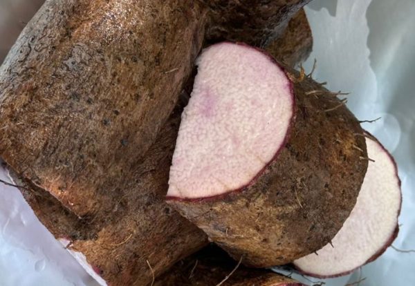 WhatsApp Image 2026-02-17 at 1.33.13 PM