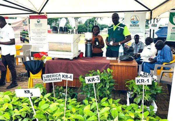 Coffee seedlings at the NARO stall during the Northern Uganda agricultural show