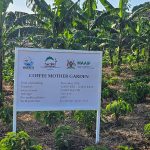 NaCORI driving Uganda’s coffee future from science to the farmer
