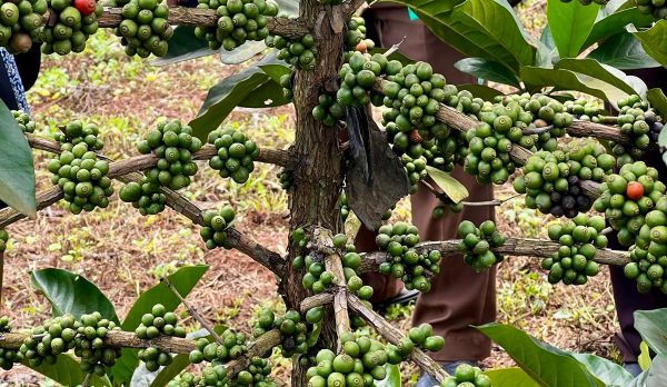 A plant of Excelsa coffee on trial at Kawanda