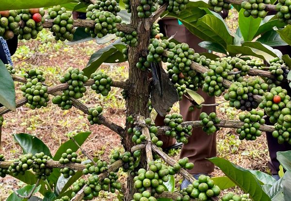 A plant of Excelsa coffee on trial at Kawanda