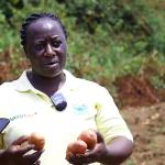 NARO Begins Multiplication of New Irish Potato Varieties