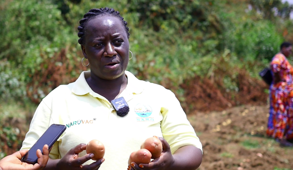 Dr. Prossy Namugga, a NARO potato breeder, with some of the new potato variaties being harvested in Kabale Dr. Prossy Namugga, a NARO potato breeder, with some of the new potato variaties being harvested in Kabale