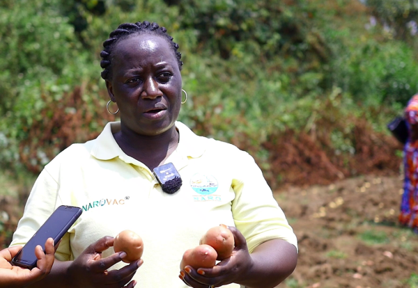 Dr. Prossy Namugga, a NARO potato breeder, with some of the new potato variaties being harvested in Kabale