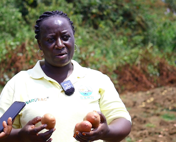 Dr. Prossy Namugga, a NARO potato breeder, with some of the new potato variaties being harvested in Kabale