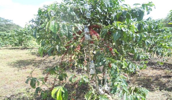 BCTB traps fixed onto a coffee plant (1)