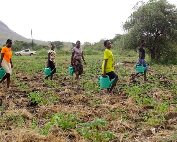 Cassava in Karamoja II Cassava in Karamoja II
