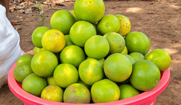 Green-yellow oranges in a red basin (1) (1) Green-yellow oranges in a red basin (1) (1)