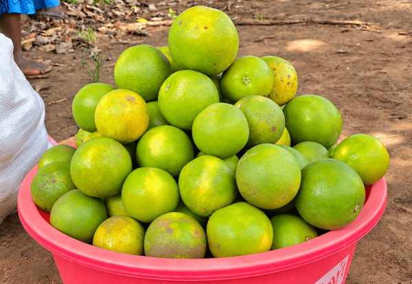 Green-yellow oranges in a red basin (1) (1) Green-yellow oranges in a red basin (1) (1)